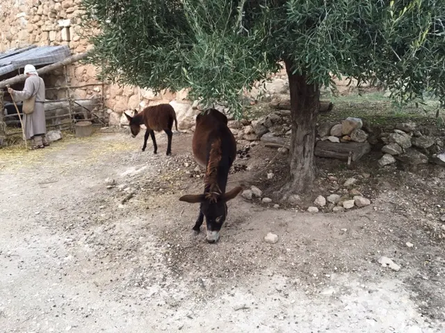 They had goats and donkies wandering around as we wandered around....