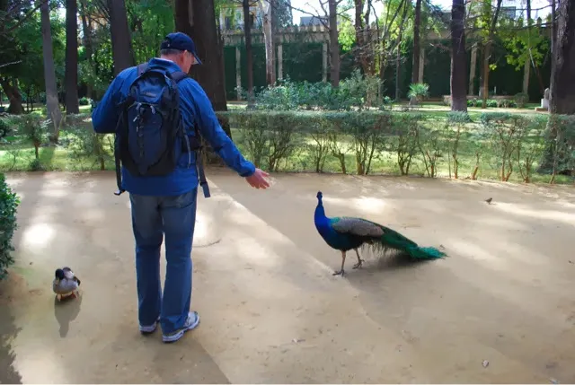 A new friend of mine....lots of peacocks on the grounds....