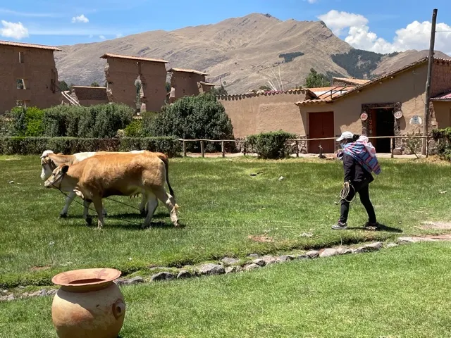 You can see the woman herding her cows with a small baby strapped to her back.