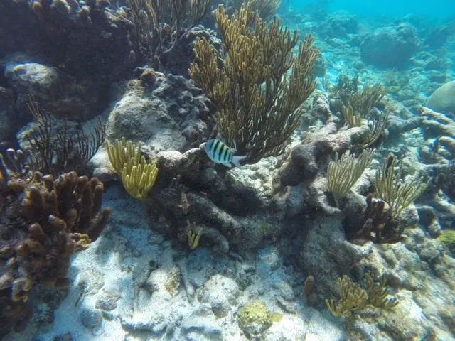 GoPro Picture down under....