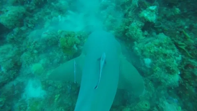 But wait...the bigger shark wants the Lion Fish...and he got it!