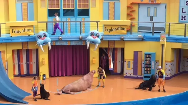 Sea Lion High show....