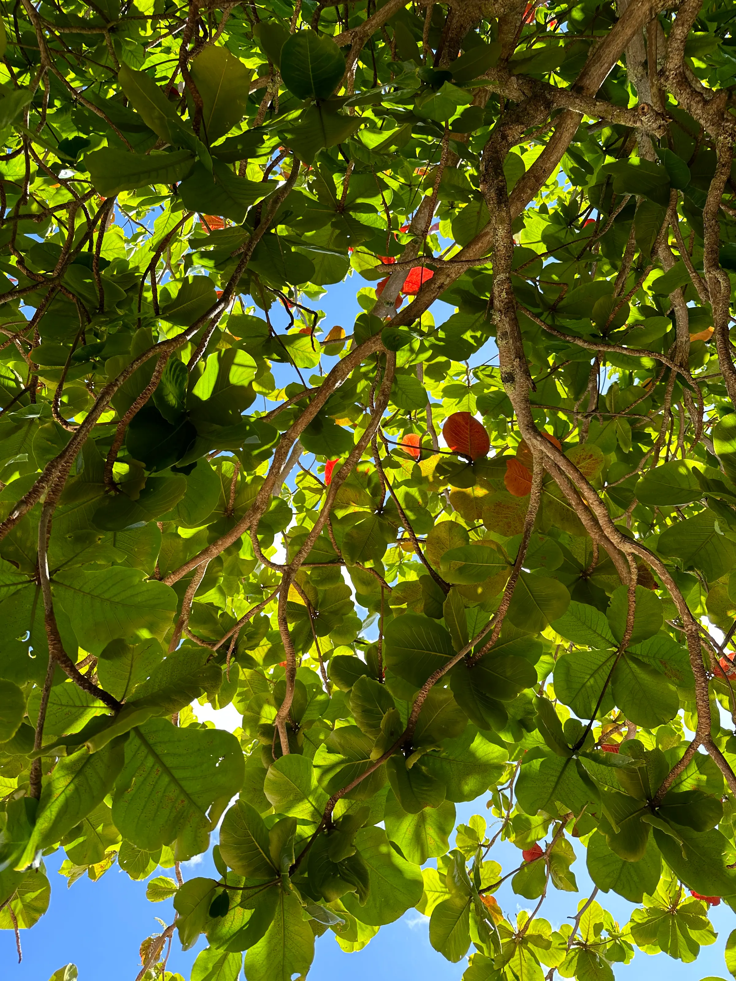Under the trees at the beach.