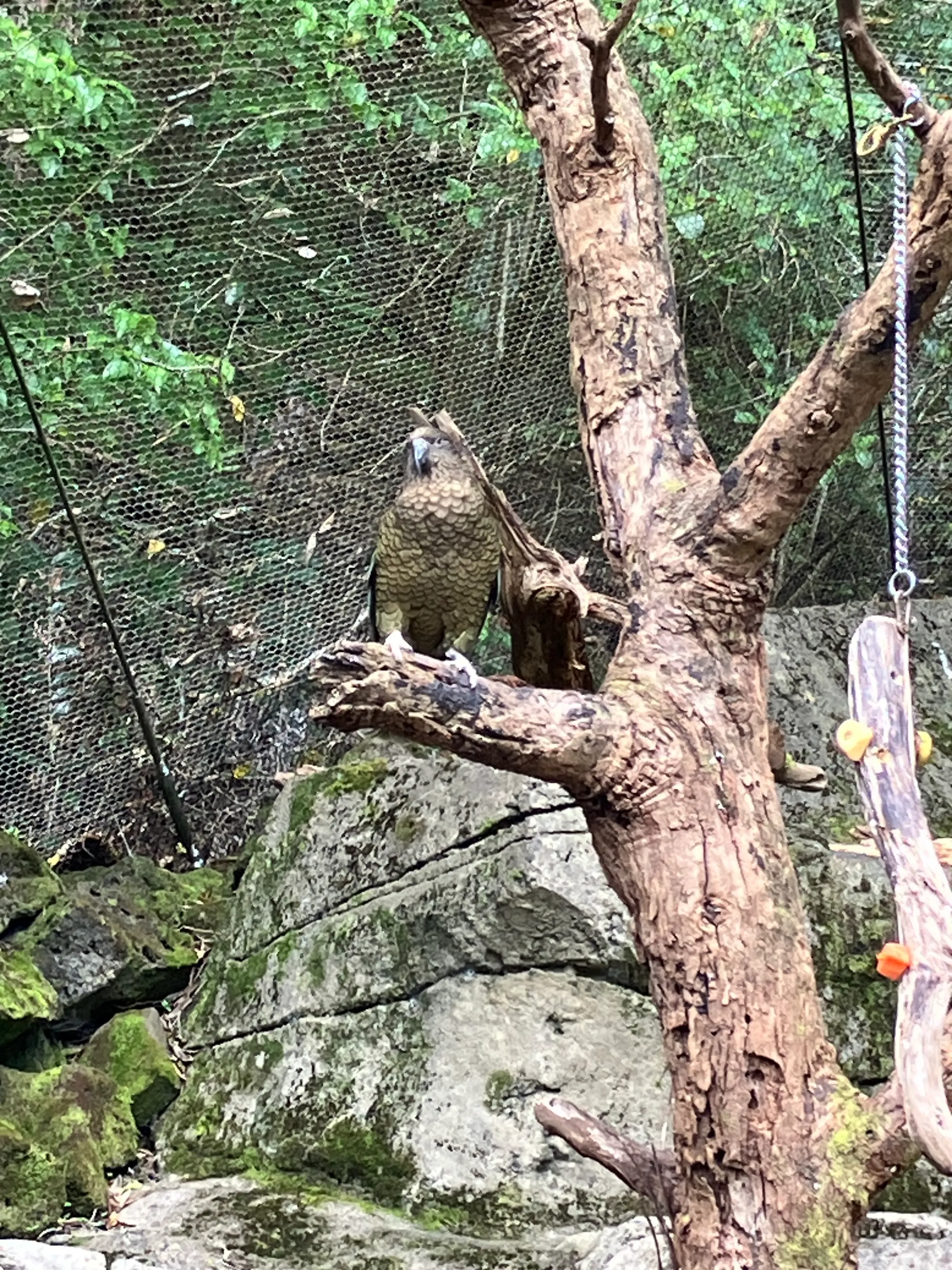 Some zoo pictures: