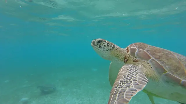 Snorkeling with turtles at Akumal....