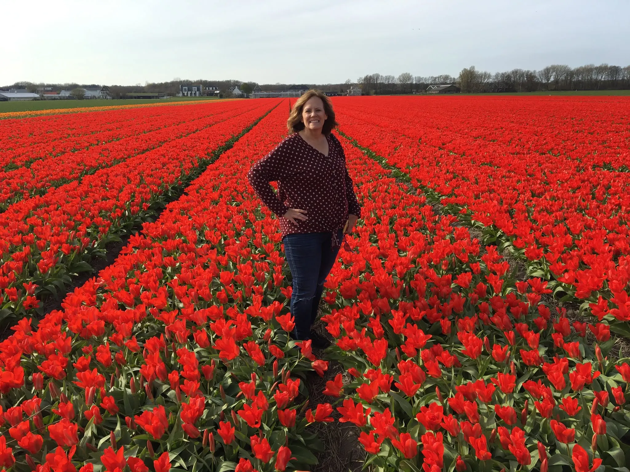 Tulips forever...