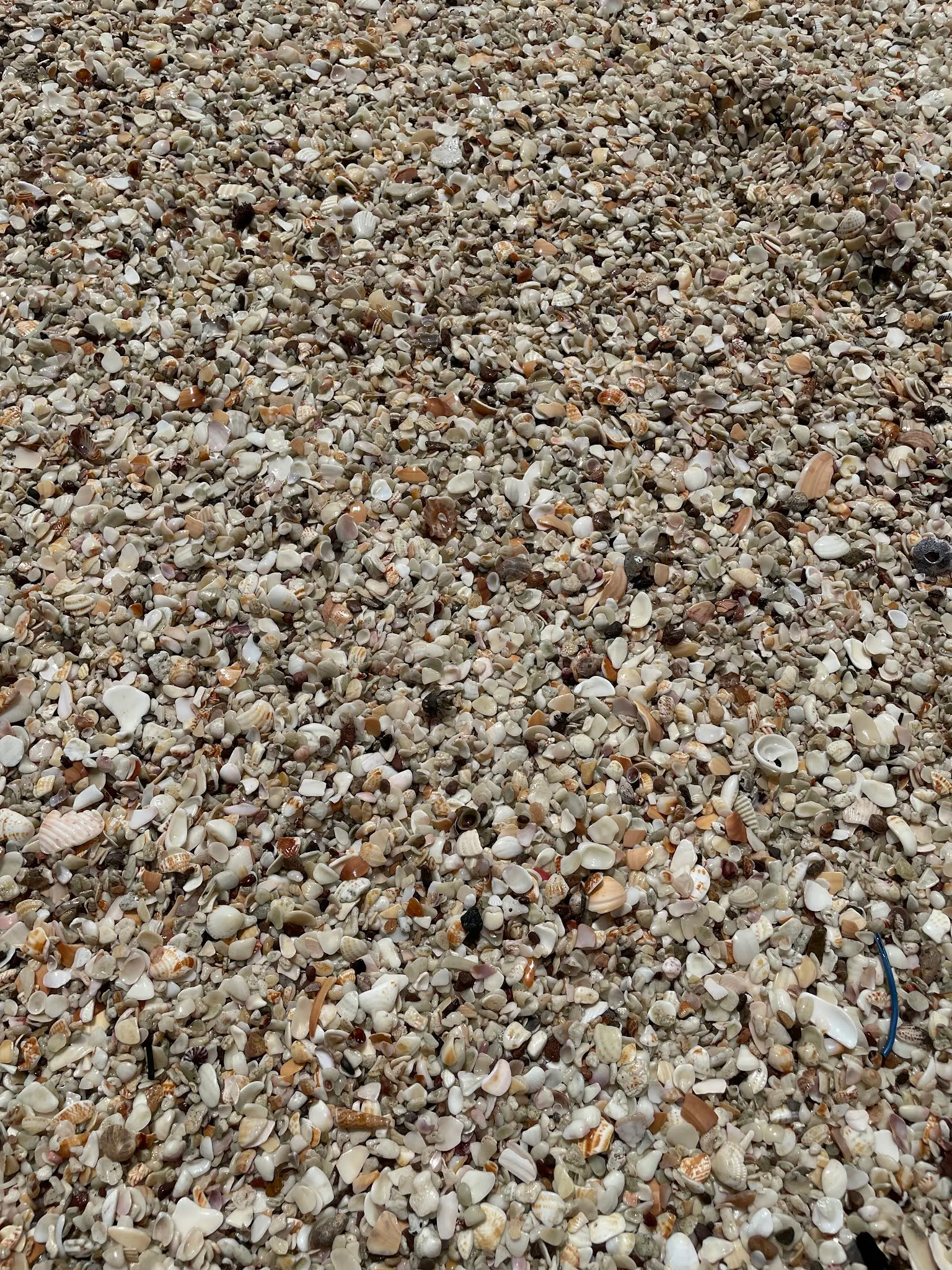 A beach made up of crunched sea shells. Interesting….