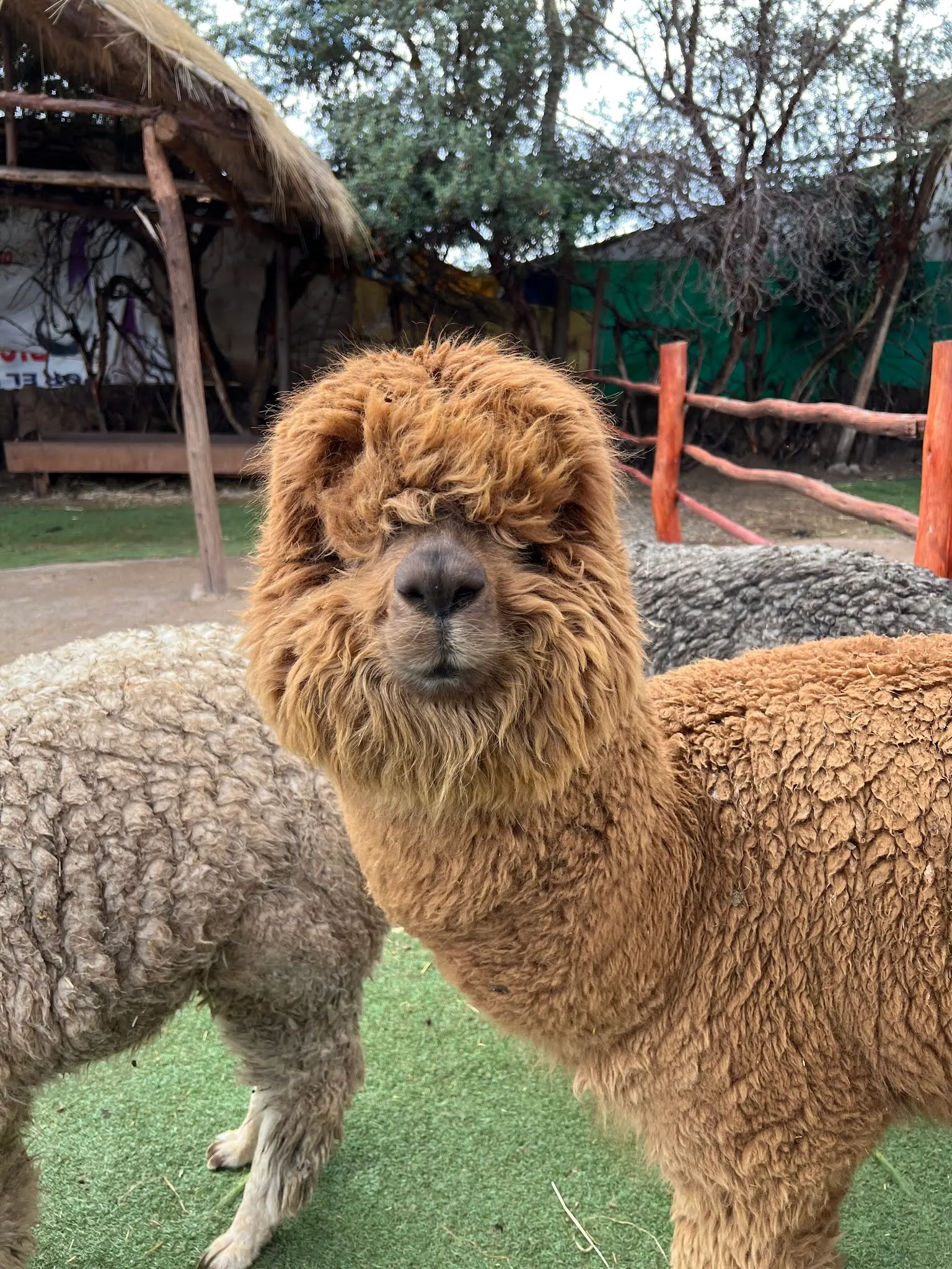 One of our Alpaca friends. I have to say, they have pretty cute faces. Especially the small ones that don’t have as much wool on them.