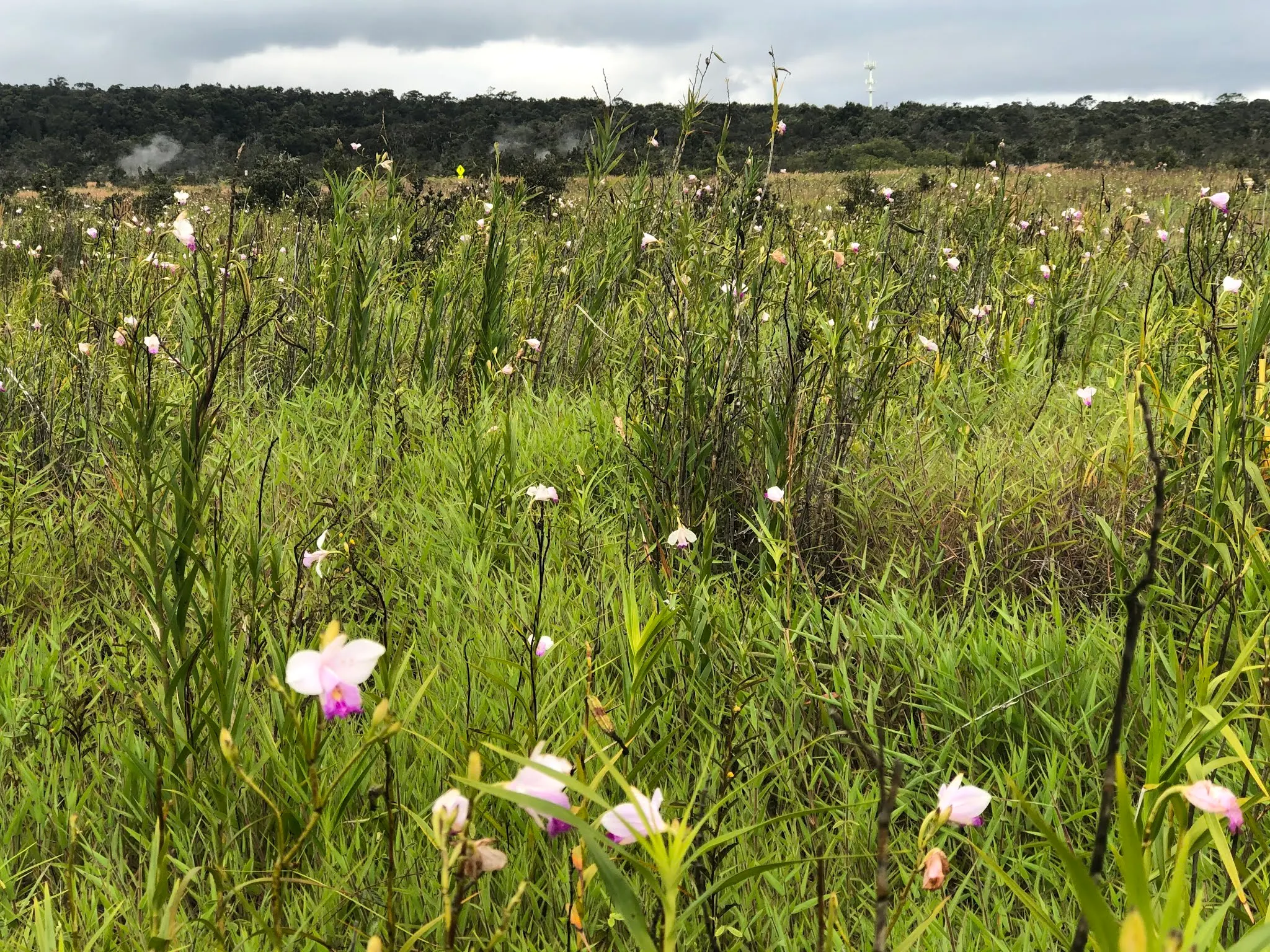 Flora in the crater...