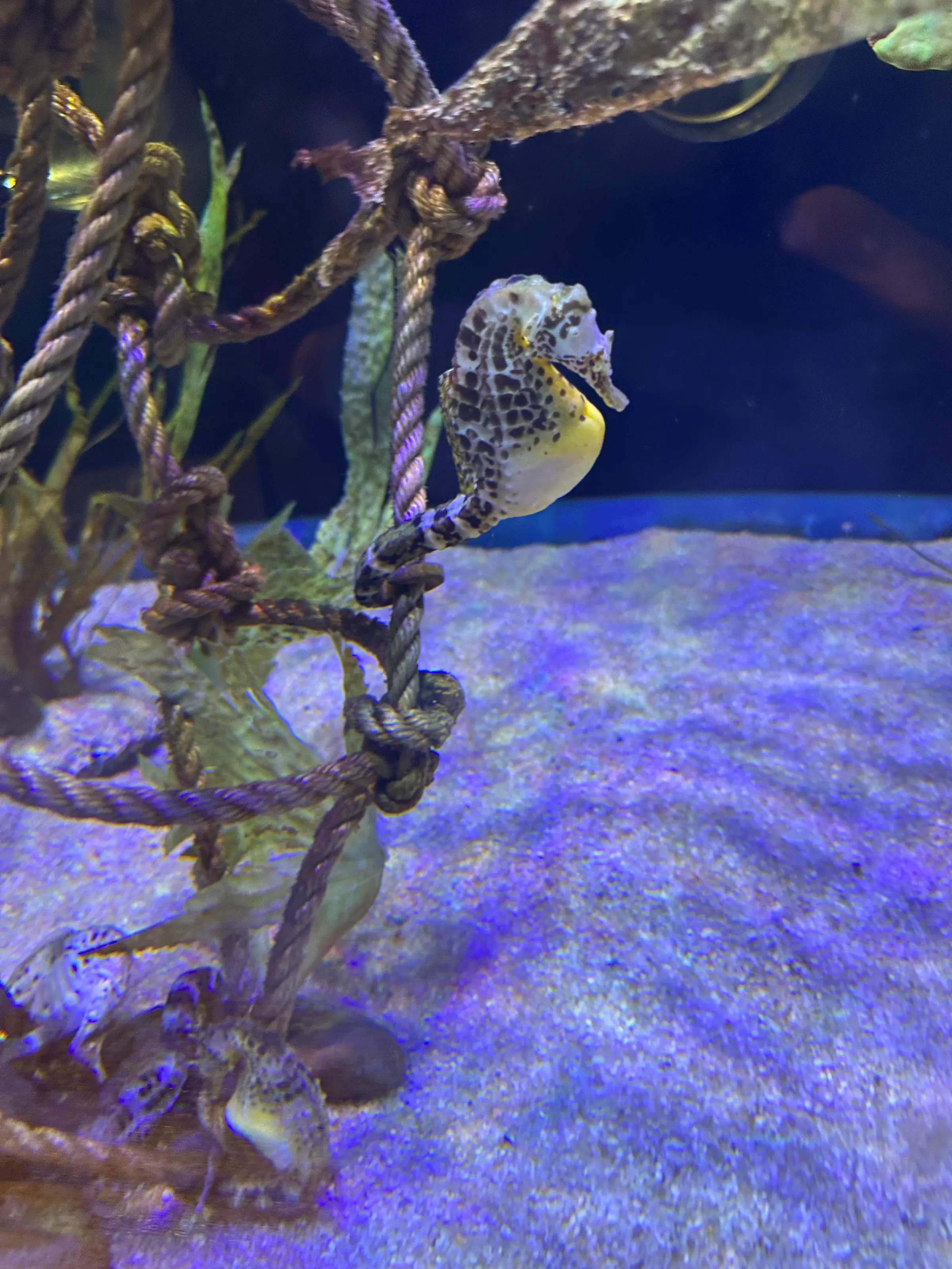 I’d love to see these guys in the open ocean. Seeing a seahorse would be a dream come true in the open ocean.