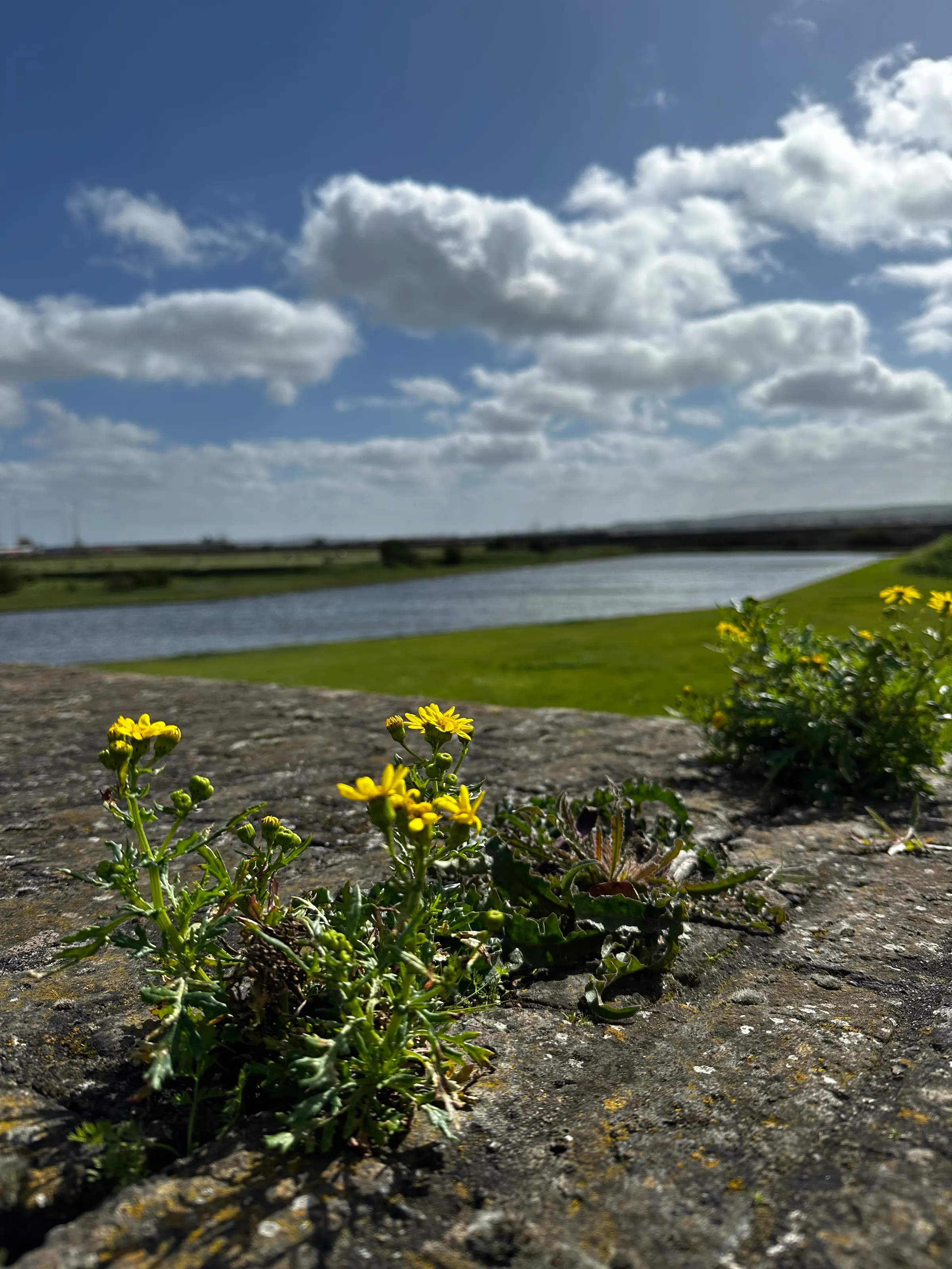 Spring is springing up all around with lots of pretty flowers wildly appearing. Yellow is Denise’s favorite color and you can see fields of yellow flowers everywhere that we drive.