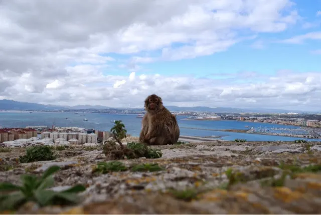 Another Gibralter citizen at the Moor Tower.....