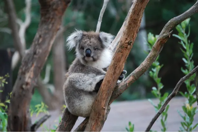 Koala Bear...