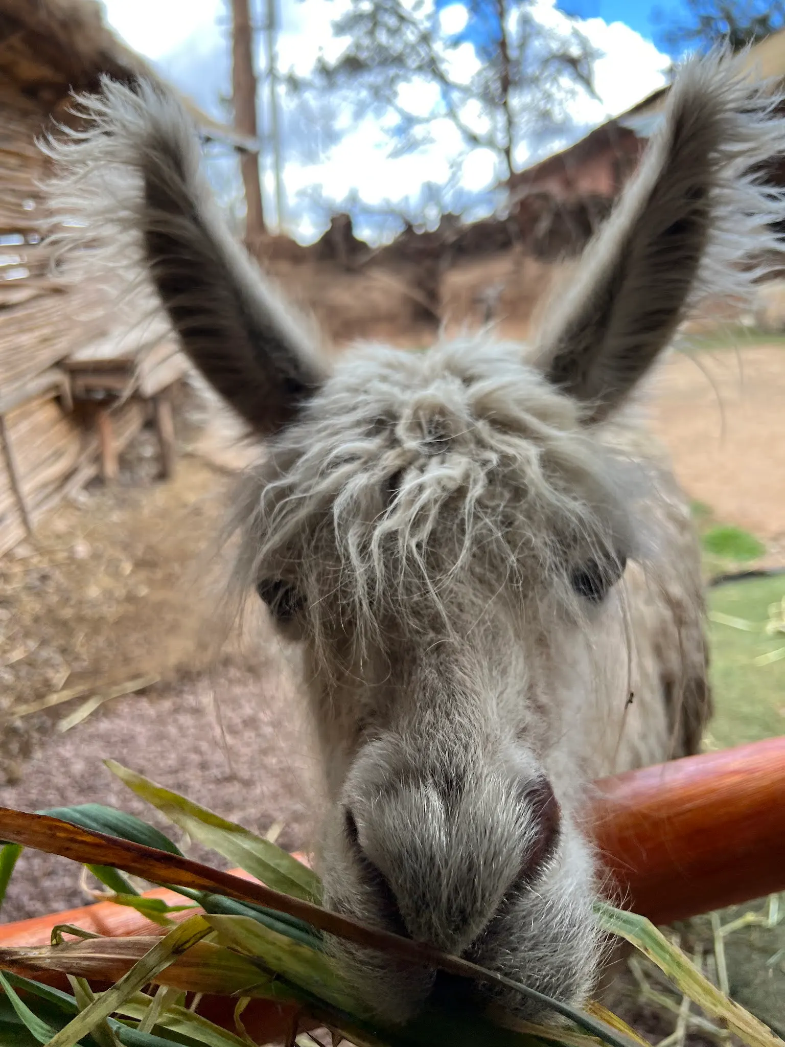 This is our Llama friend who enjoyed the grass we gave him very much….
