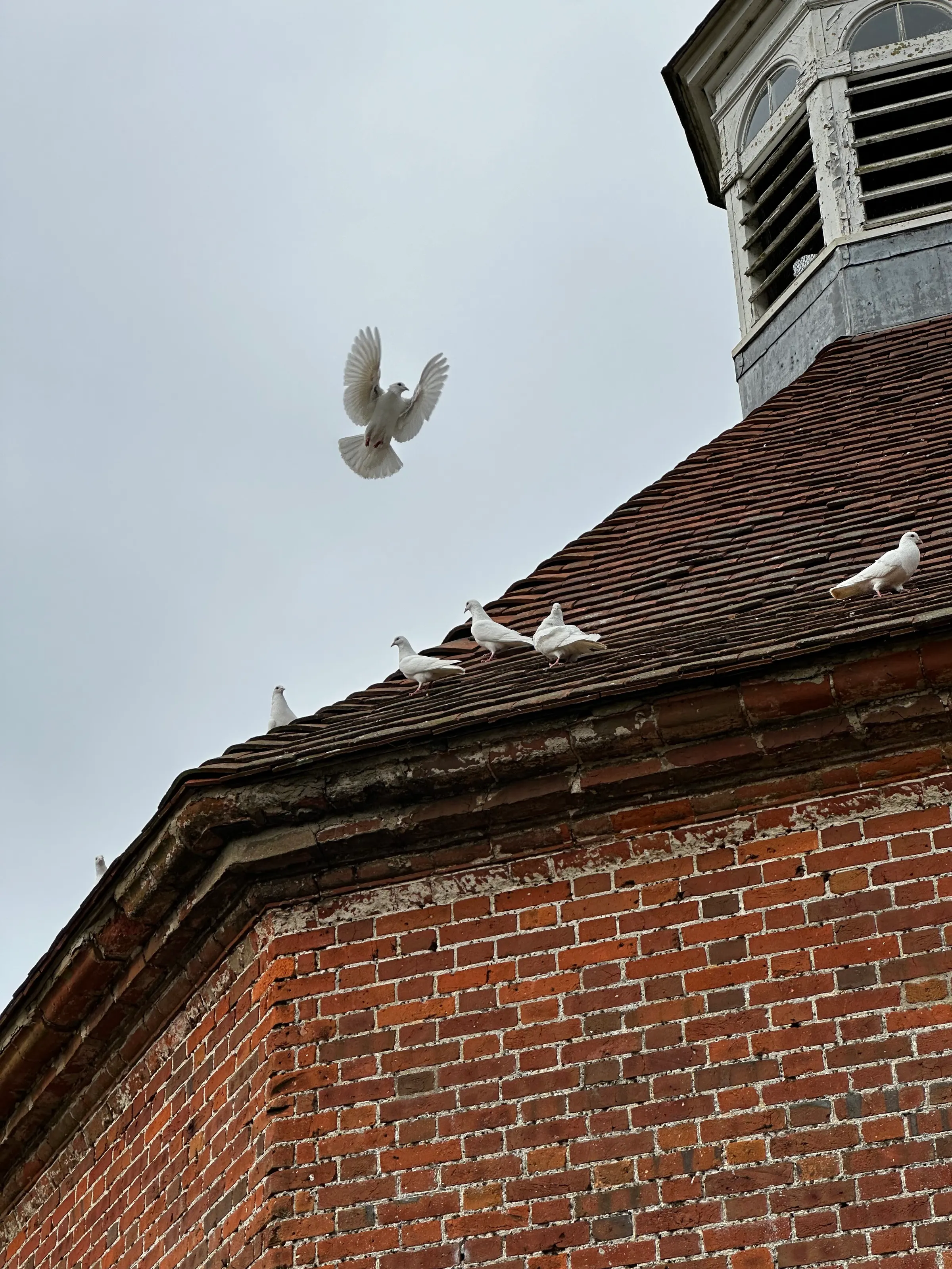 This building was converted to a ‘dovecote’. It is a home for doves inside and out. There were many there flying around in the garden area. This is at Felbridge.