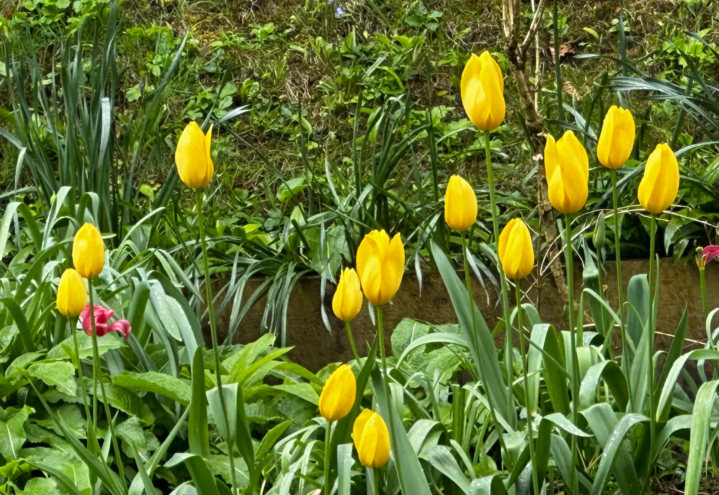 Lots of beautiful flowers and plants at the Plantation Garden. These were a few of the uniquely shaped tulips.