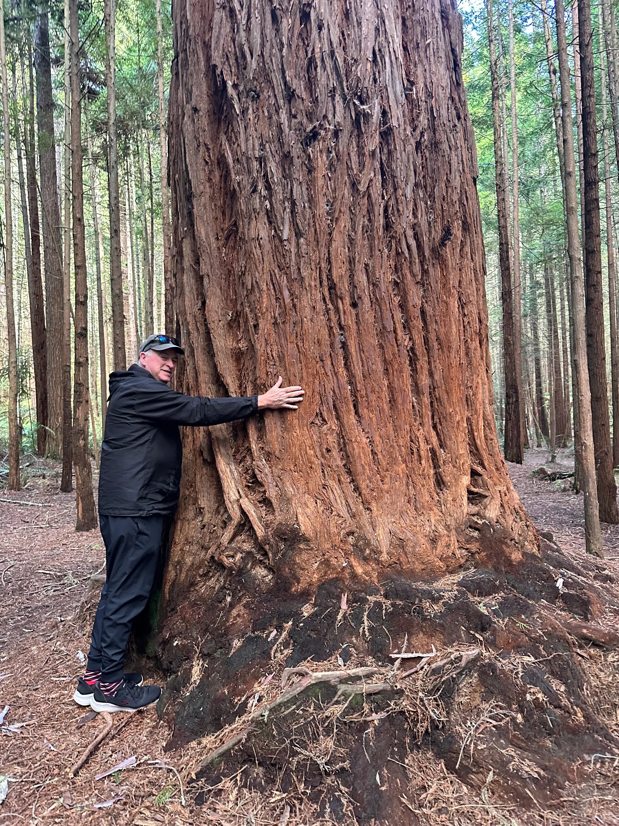 One of the larger redwood trees that we saw….