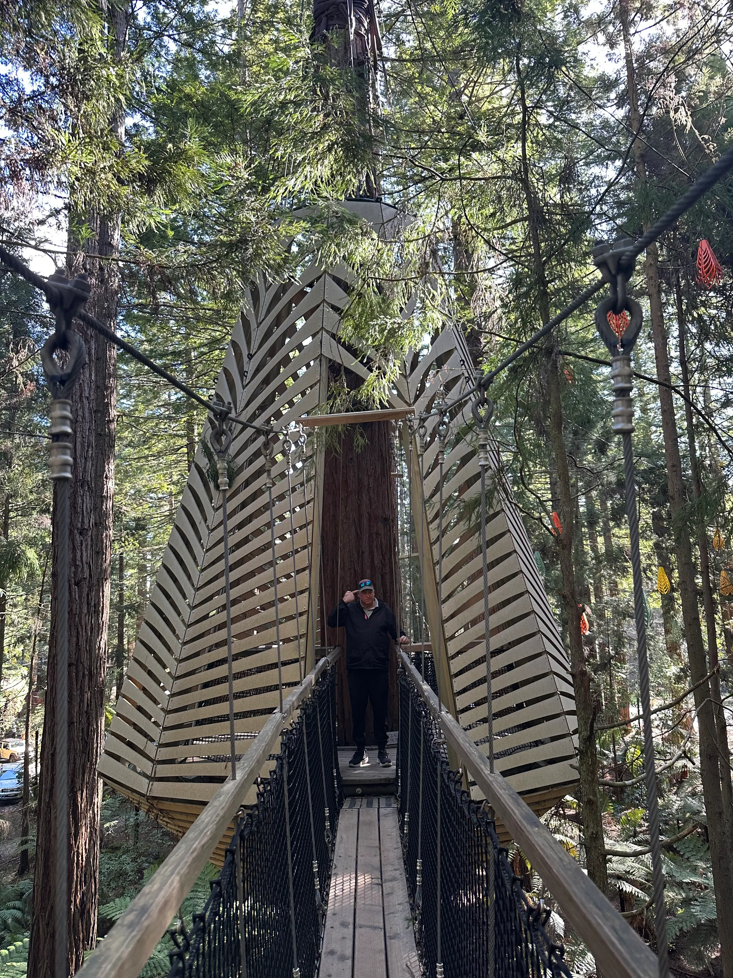 At night, at the Redwood Treewalk, they light up the Forrest. And this is one of the big lanterns that you can walk into if you did this at night. But who would walk such a thing in the pitch black of night. Just crazy.