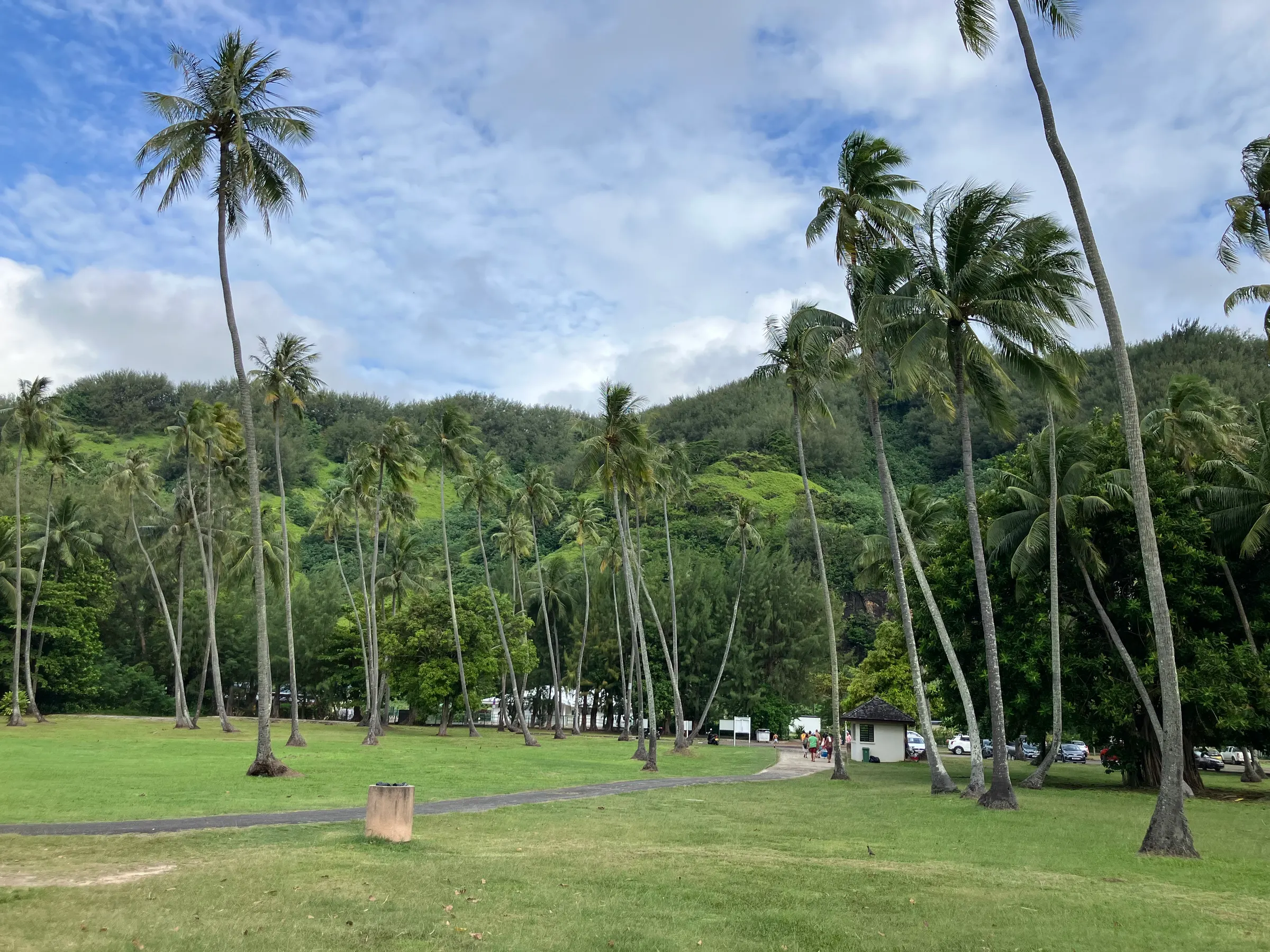 You see these opening inks with these coconut trees. I envision native folks climbing them and throwing down coconuts.