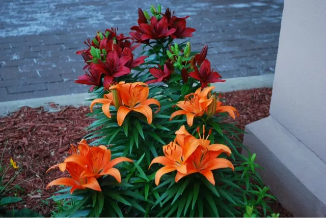 Lots of beautiful flowers around this town.