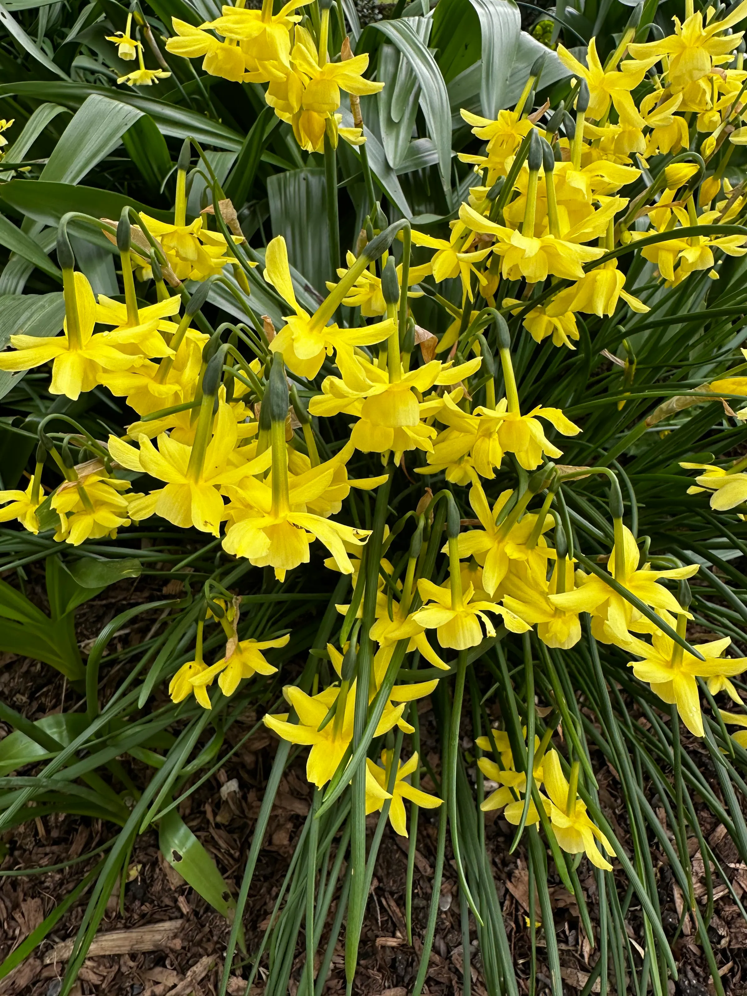More yellow flowers (daisies)….