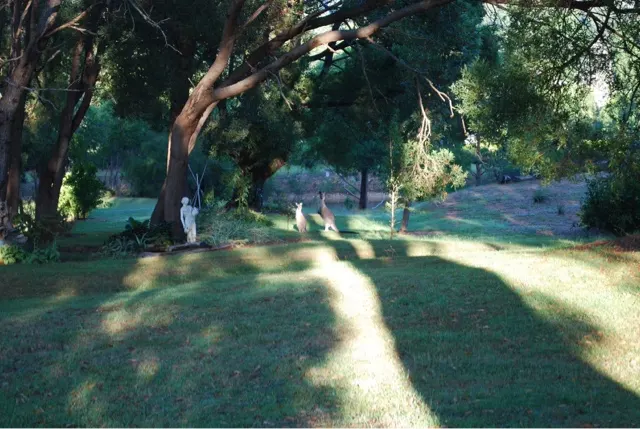 A couple more Kangaroos out amongst the statues....
