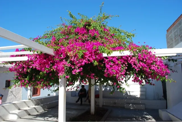 Some pictures in Oia...this is the main church in a little square in Oia.