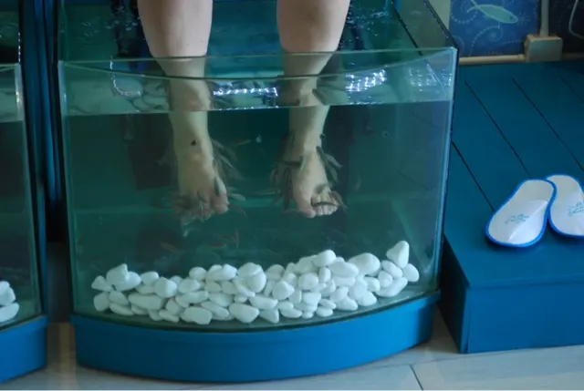 Fish feeding...happy customers.