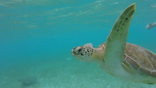 Snorkeling with turtles at Akumal....