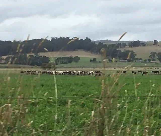 See if you can see the Kangaroo out there....I can't!