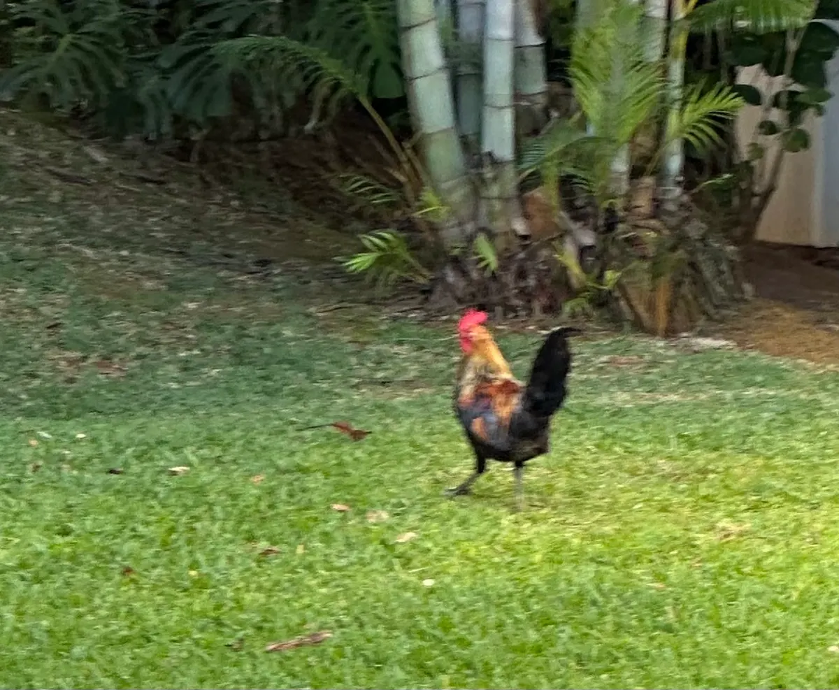 Last picture of our rooster friend.