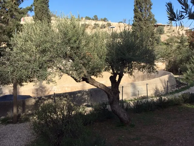One of the many olive trees there still laden with fruit.....