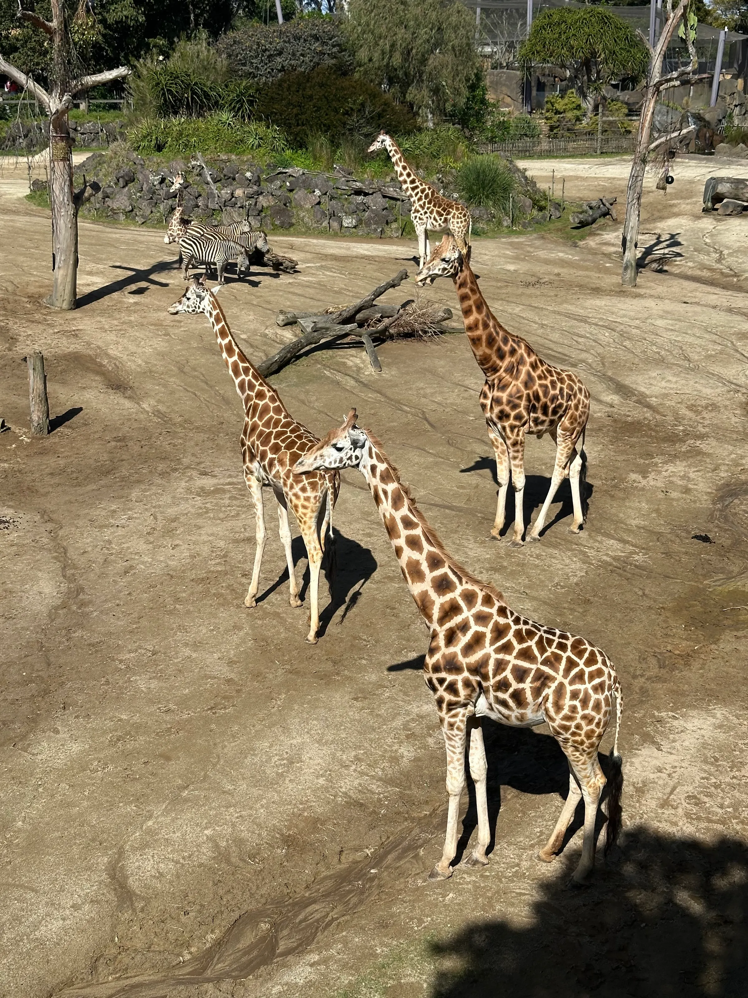 Some zoo pictures: