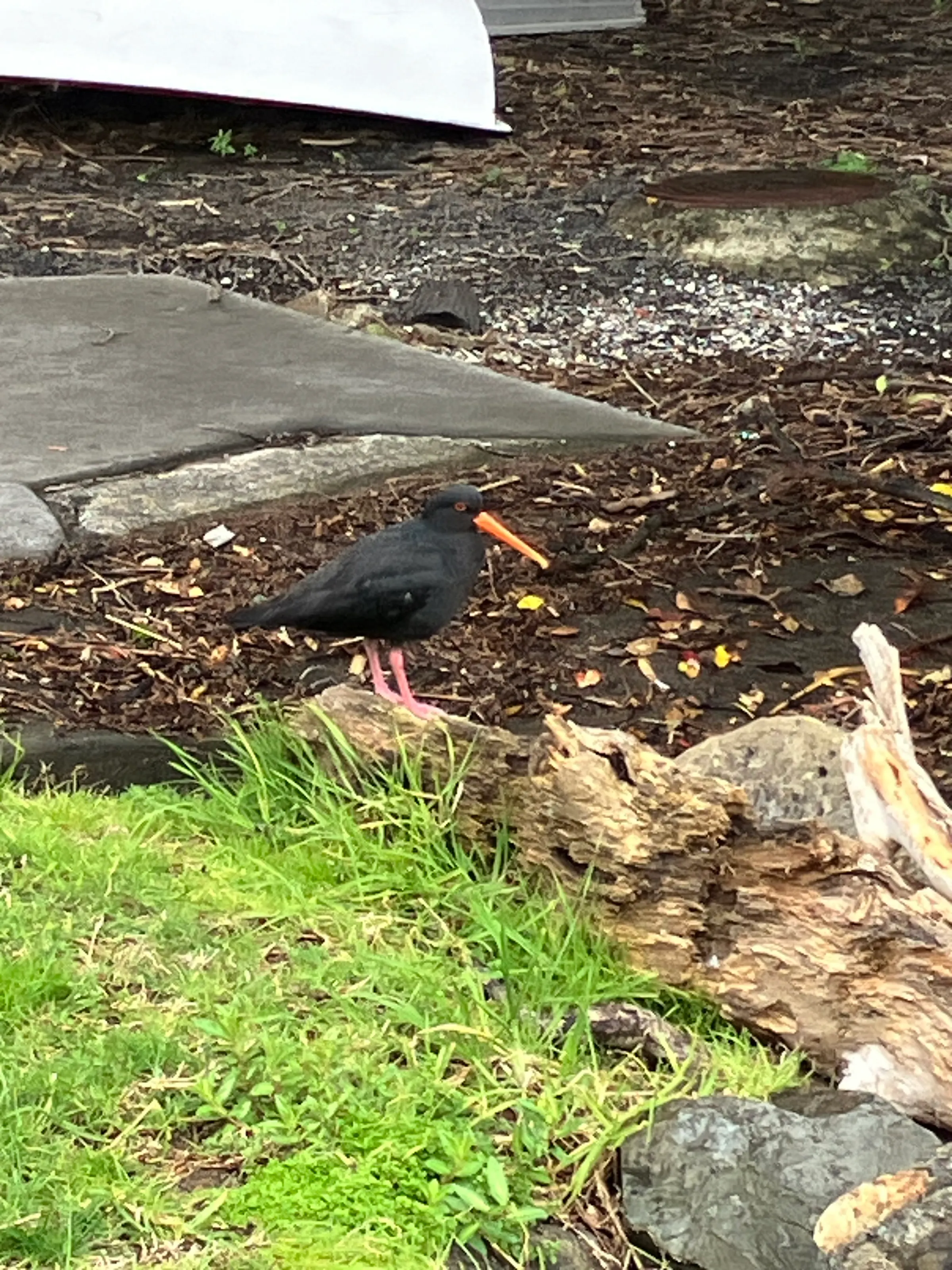 Upon returning from the ferry ride from Whitianga, this crazy bird came hopping up with its crazy long beak. Pretty cool.