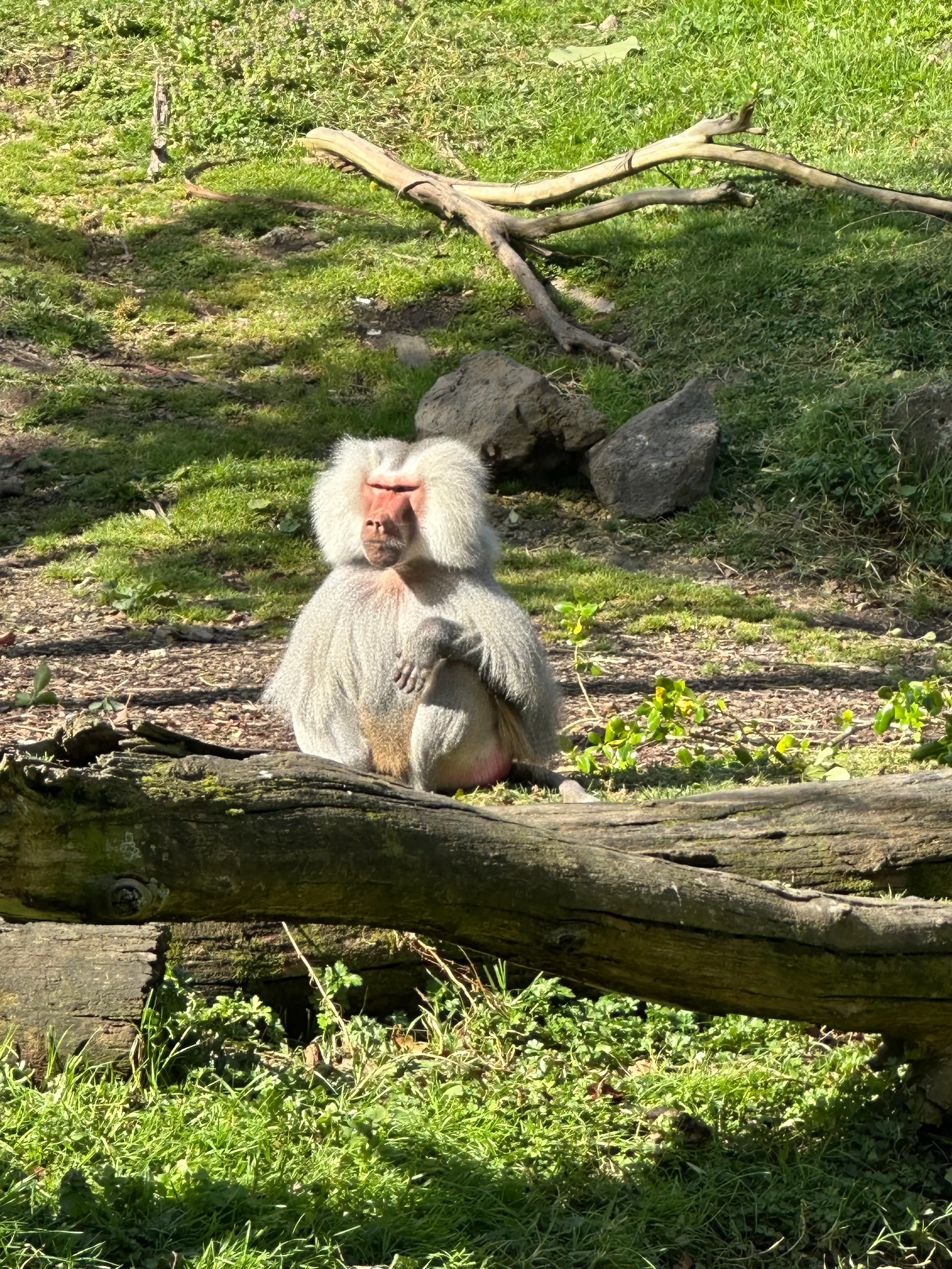 We were two monkeys in a foreign land, Denise and I were. But…..