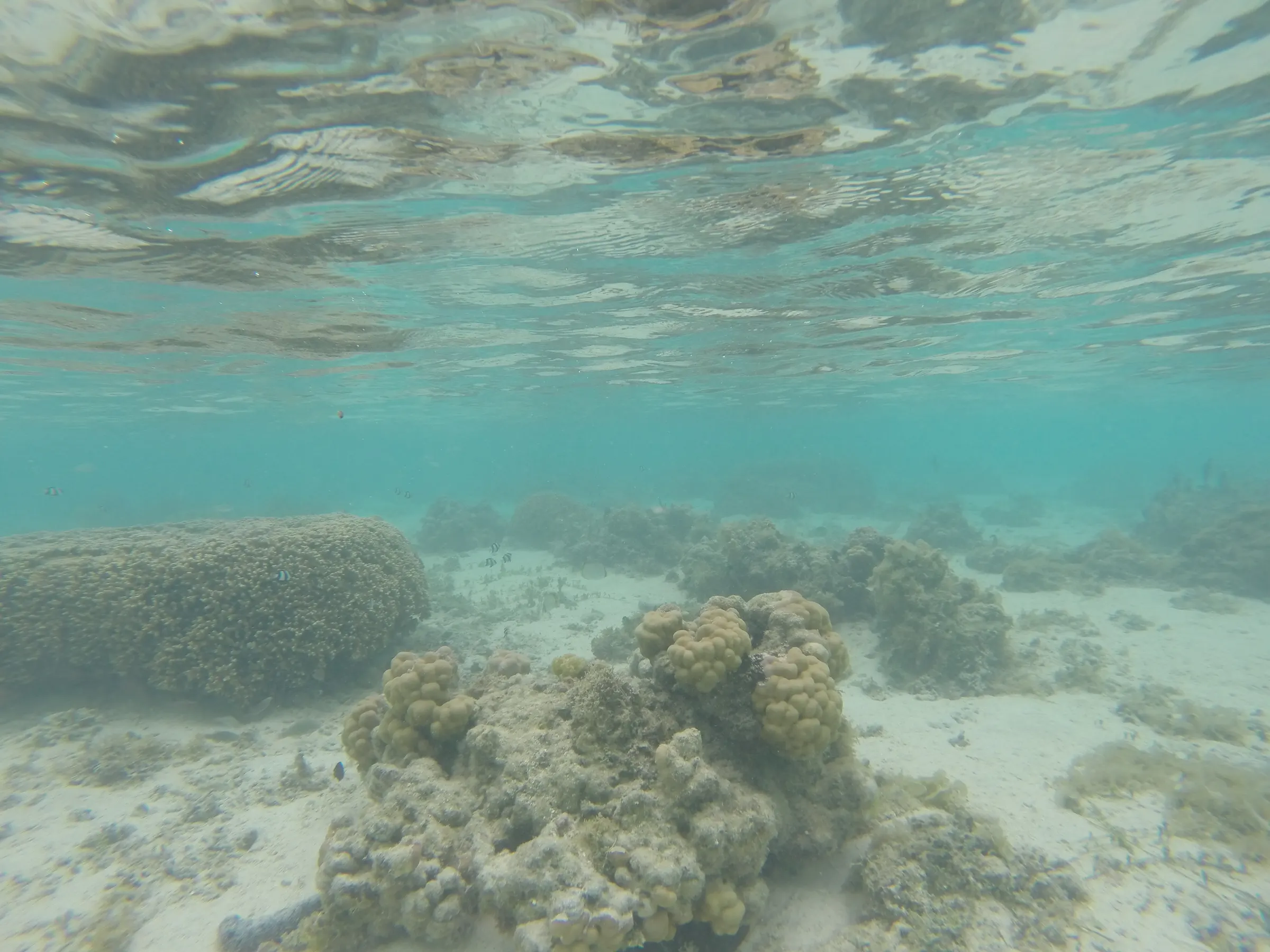 A few more underwater shots. Pretty shallow in the afternoon. Fun nonetheless. Love it.