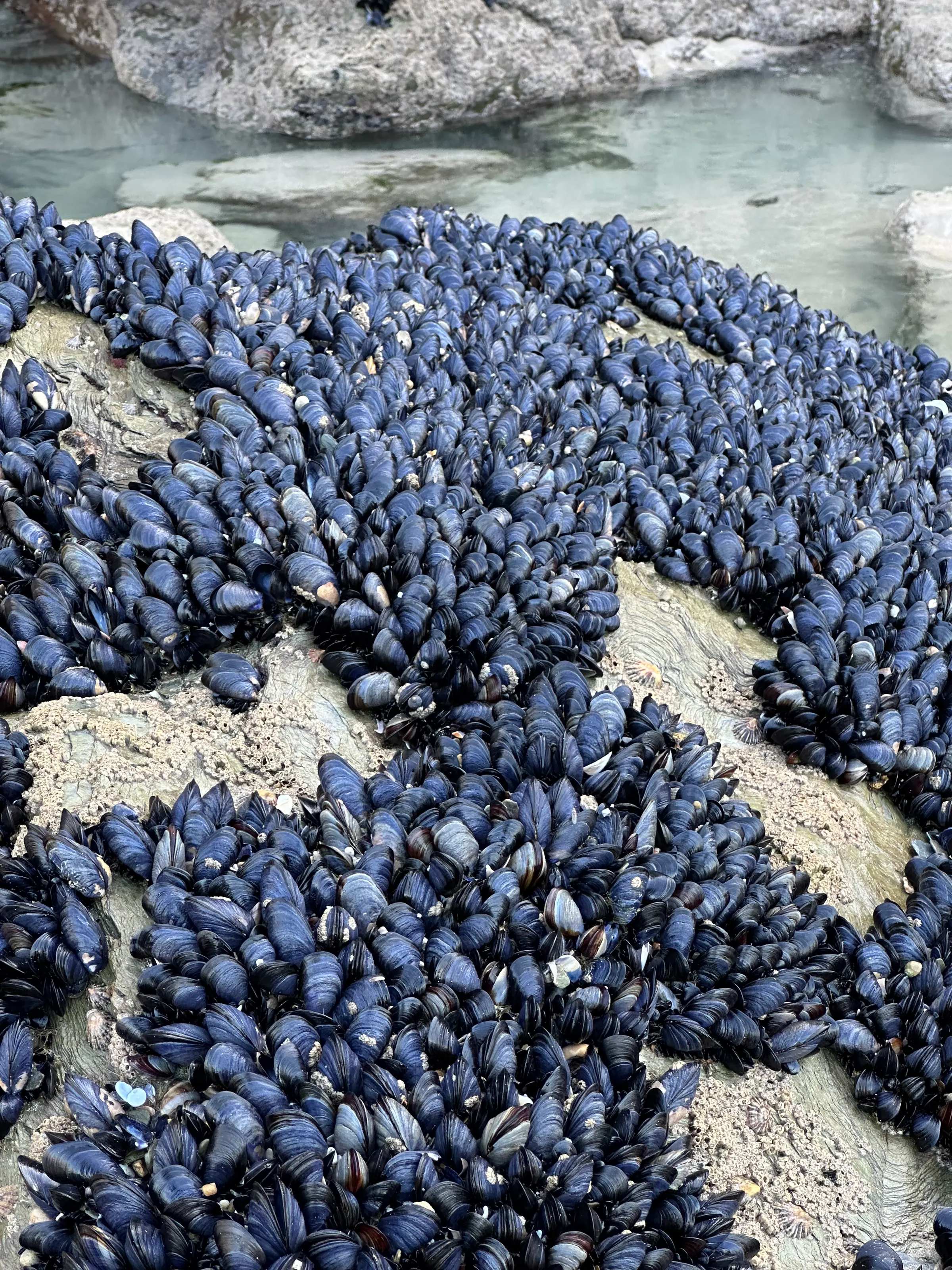 Lots of muscles on the rocks. Could make for a good dinner.
