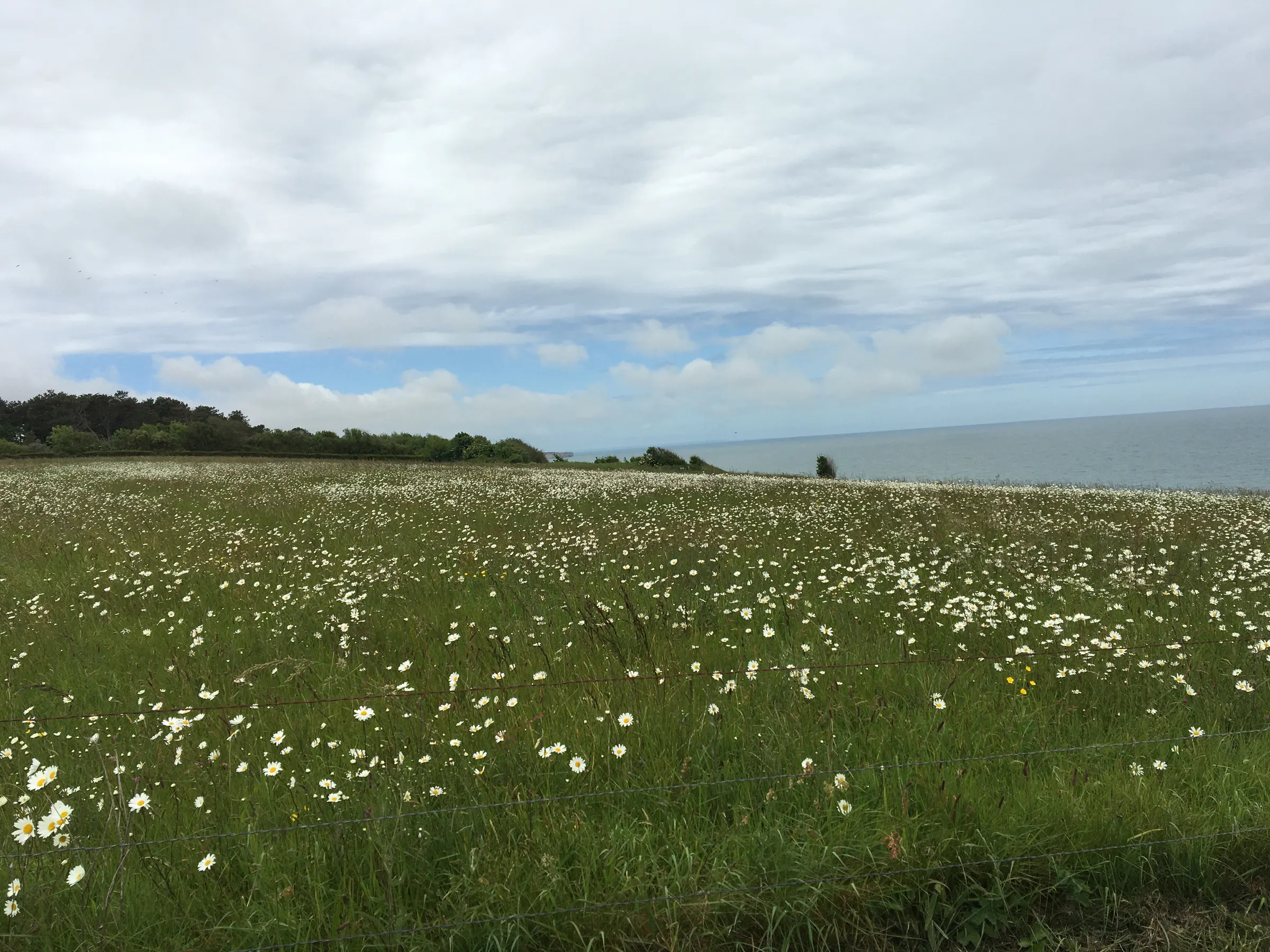 Pretty flowers on the bluff overlooking Omaha Beach.