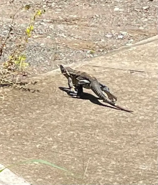 Returning home from our morning walk and time at the Playa Hermosa beach, we were accompanied by this smaller iguana. They probably are lurking in the woods everywhere around here.