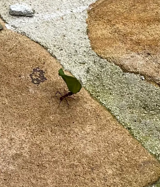 As we sat there watching the movie, we also watched ants carry objects across the pool deck many times larger and heavier than they were. I watch many struggle to get the right hold on the leaves until it clicked and then off they went taking this to their home. I think we could learn a lot from these little guys and their work determination.