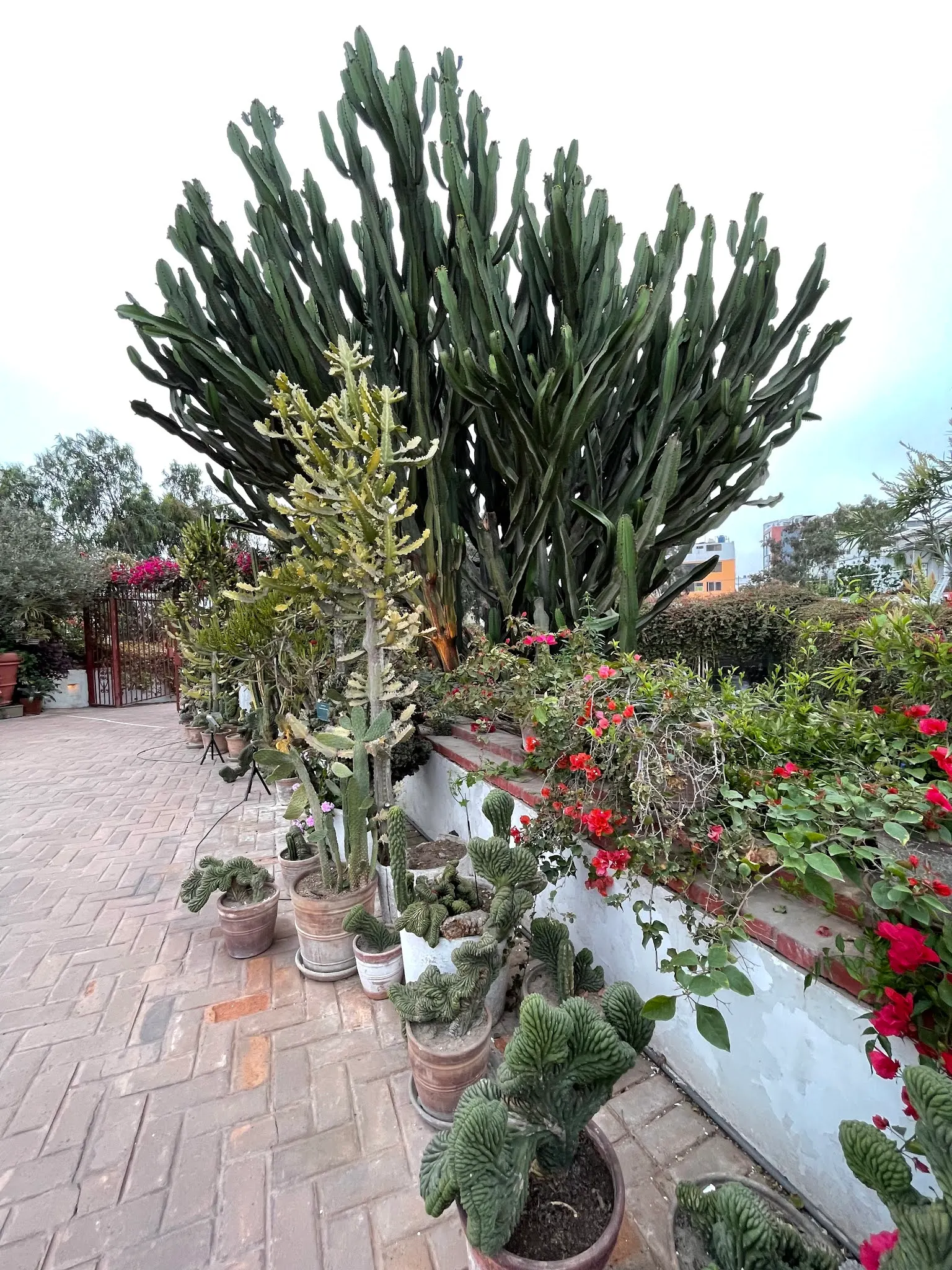 At Larco Museum, they had some amazing plants. This big one was a huge cactus!