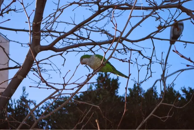Wild parrots were playing in the trees above us.