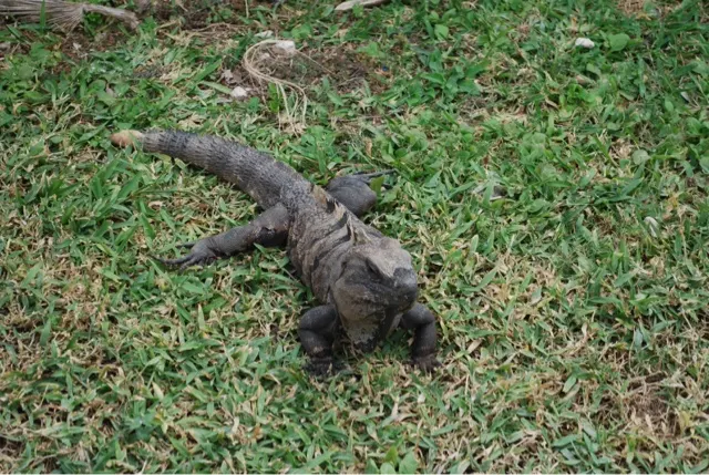 There were a goodly number of these critters out sunning themselves at Tulum...
