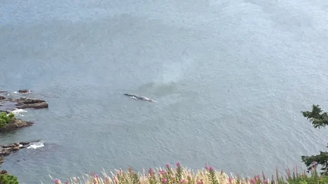 Herb i.e. the gray whale!!!