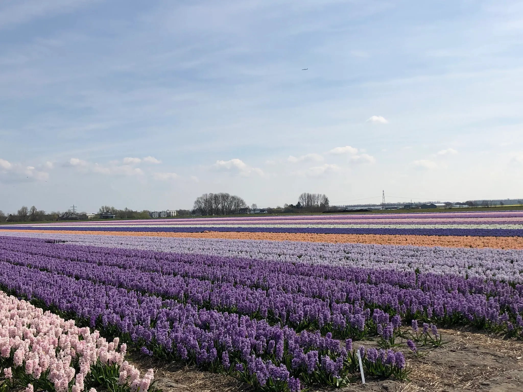 Tulip Fields.