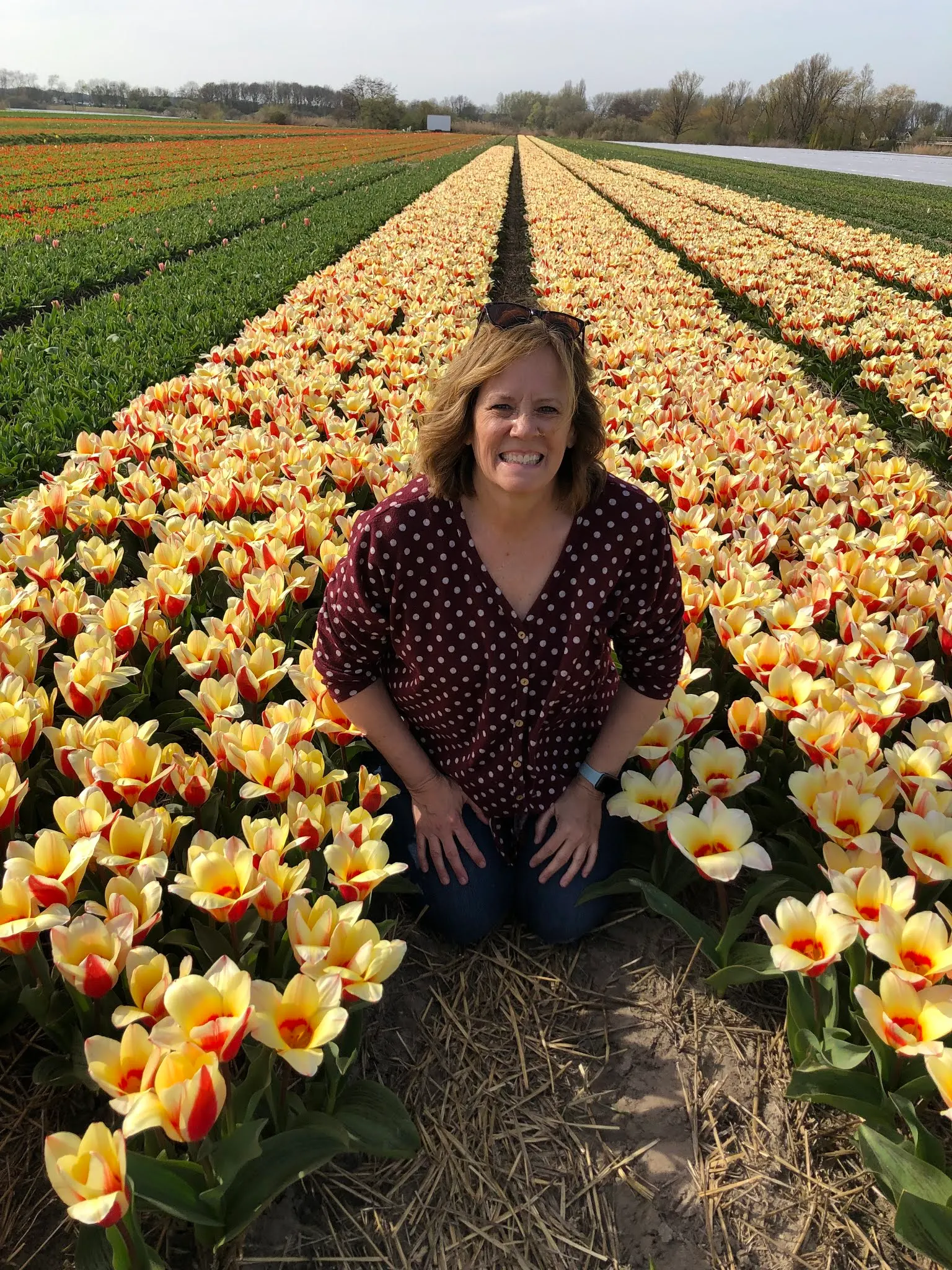 Yellow Tulips.