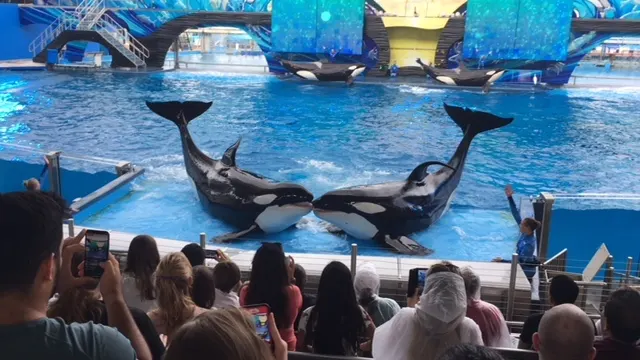 Killer Whale show was really nice. I do really enjoy the shows watching how well trained these creatures are. Pretty amazing.