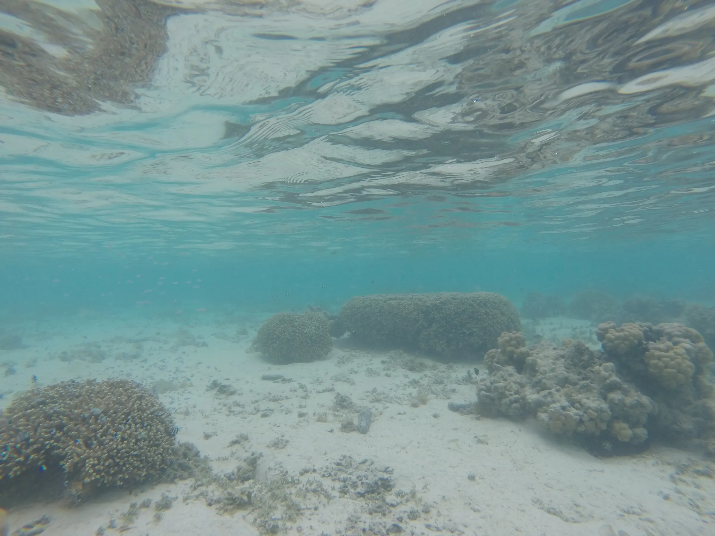 A few more underwater shots. Pretty shallow in the afternoon. Fun nonetheless. Love it.