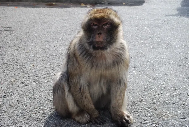 A tax paying Gibralter resident.....
