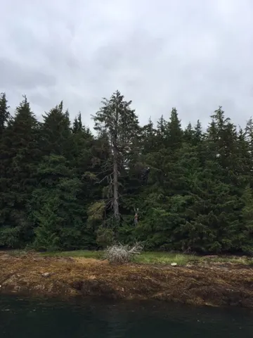 You have to look closely for the white head...but there is an eagle sitting in the tree in the middle.